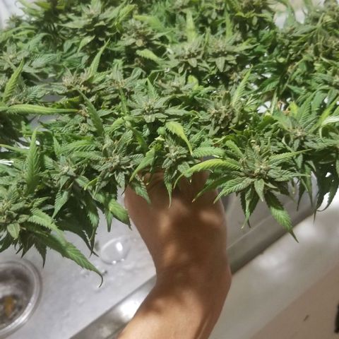 Cookies Kush Clone Sept 17, 2020 #1 growlog timeline photo