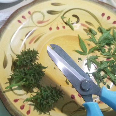 Cookies Kush Clone Sept 17, 2020 #1 growlog photo: Trying new scissors.  Bulky