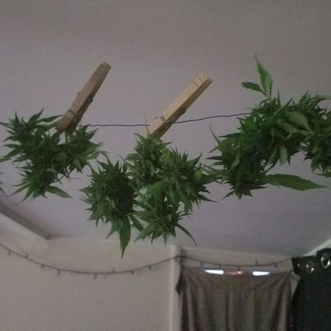 Cookies Kush Clone Sept 17, 2020 #1 growlog photo: Trying new scissors.  Bulky