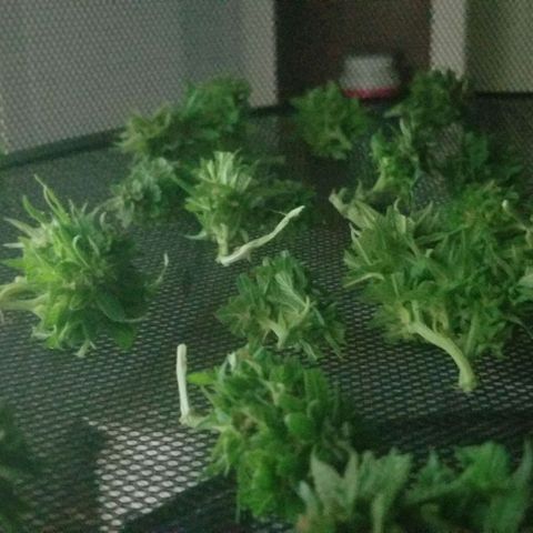 Cookies Kush Clone Sept 17, 2020 #1 growlog timeline photo