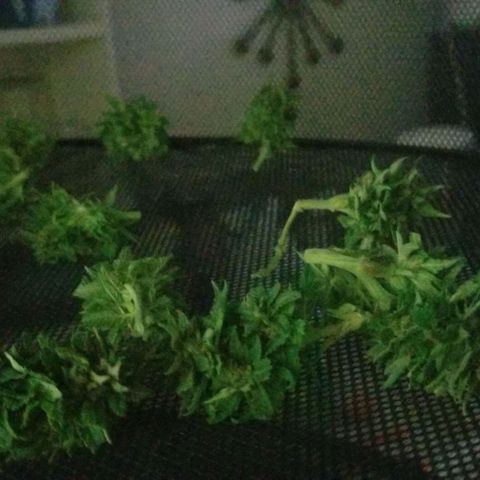 Cookies Kush Clone Sept 17, 2020 #1 growlog timeline photo