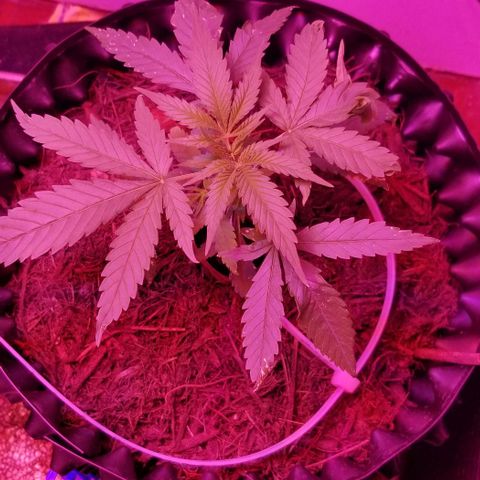 Super Kush January 2021 #1 growlog timeline photo