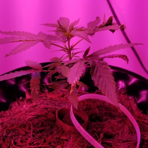 Super Kush January 2021 #1 growlog timeline photo