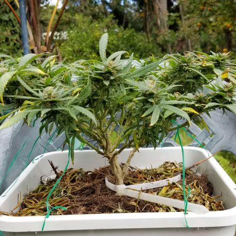 American Pie late clone  #1 growlog timeline photo