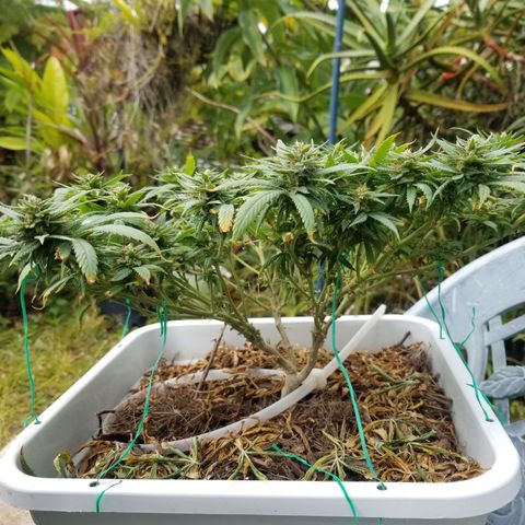 American Pie late clone  #1 growlog timeline photo