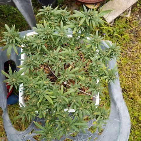 American Pie late clone  #1 growlog timeline photo