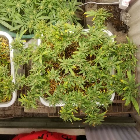American Pie late clone  #1 growlog photo: Still looking light. Buds small