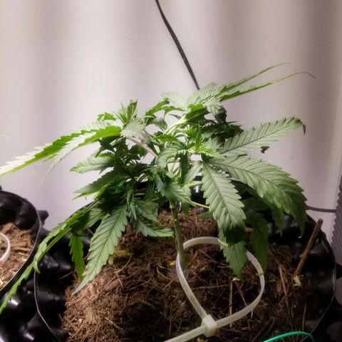 Super Kush January 2021 #1 growlog timeline photo