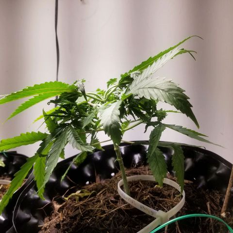 Super Kush January 2021 #1 growlog timeline photo