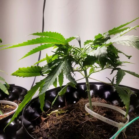 Super Kush January 2021 #1 growlog photo: Trimmed bottom fans. But clones are coming soon from the bottom 2 branches 