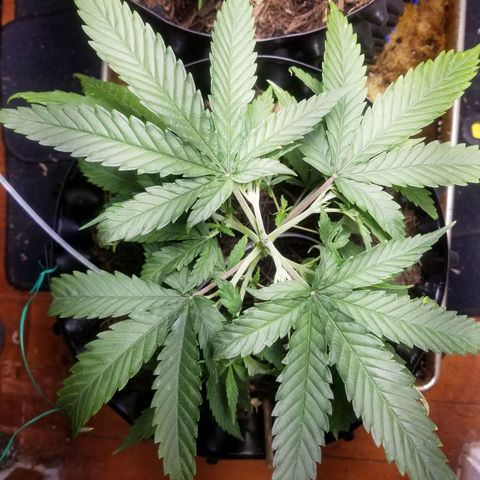 Super Kush January 2021 #1 growlog photo: Trimmed bottom fans. But clones are coming soon from the bottom 2 branches 