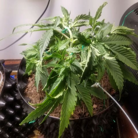 Super Kush January 2021 #1 growlog photo: Starting ties. Still have not removed lower 2 branches 4 clones