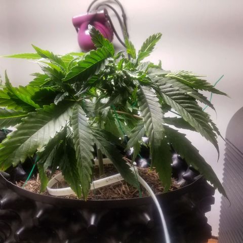 Super Kush January 2021 #1 growlog photo: Starting ties. Still have not removed lower 2 branches 4 clones