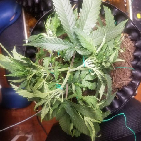 Super Kush January 2021 #1 growlog photo: Going 2 remove fans and inner buds on lowers