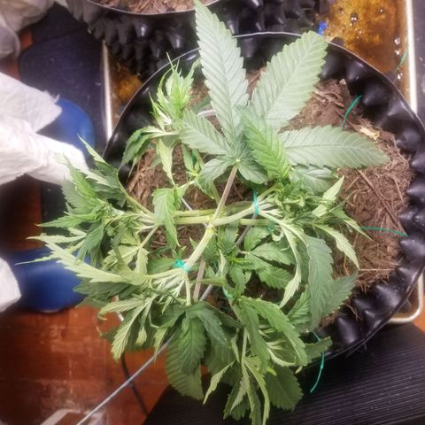 Super Kush January 2021 #1 growlog timeline photo
