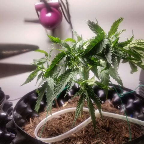 Super Kush January 2021 #1 growlog timeline photo