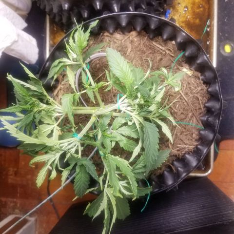 Super Kush January 2021 #1 growlog timeline photo
