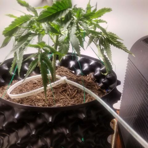 Super Kush January 2021 #1 growlog timeline photo