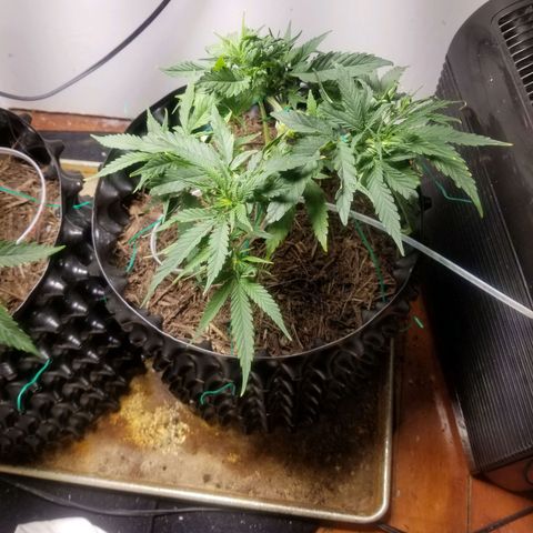 Super Kush January 2021 #1 growlog timeline photo