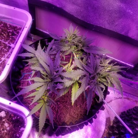 Super Kush January 2021 #1 growlog photo: Moved to tent. Easier 4 nutrients 2 have all veg 2gether 