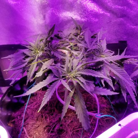 Super Kush January 2021 #1 growlog timeline photo