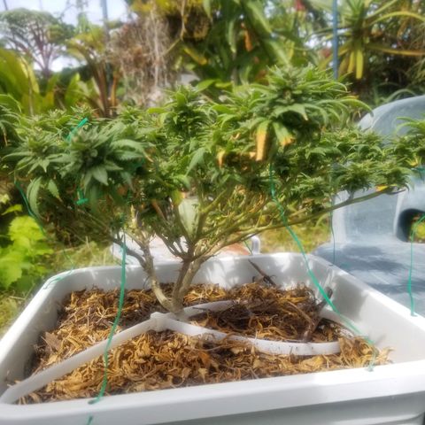 American Pie late clone  #1 growlog timeline photo