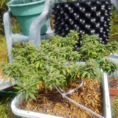 American Pie late clone  #1 growlog timeline photo
