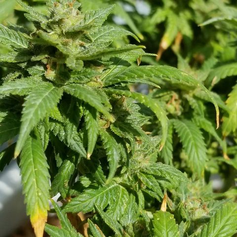 American Pie late clone  #1 growlog timeline photo