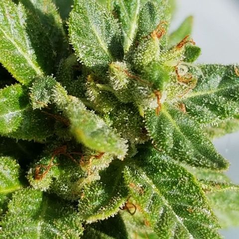 American Pie late clone  #1 growlog timeline photo