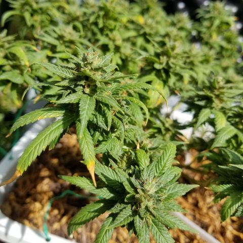 American Pie late clone  #1 growlog timeline photo