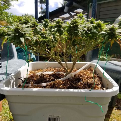 American Pie late clone  #1 growlog timeline photo