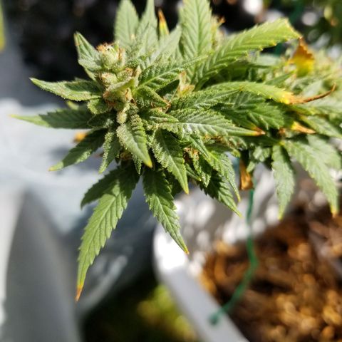 American Pie late clone  #1 growlog timeline photo