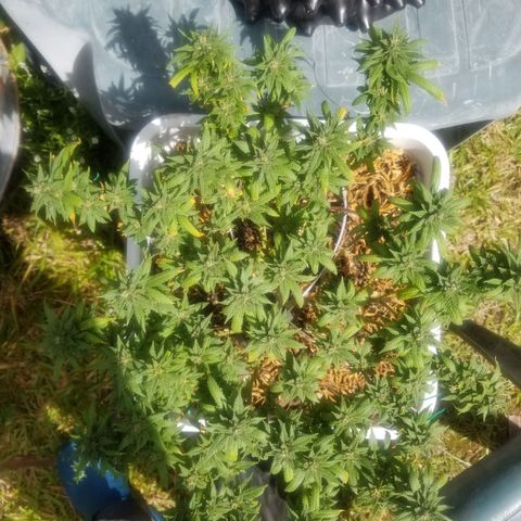 American Pie late clone  #1 growlog timeline photo