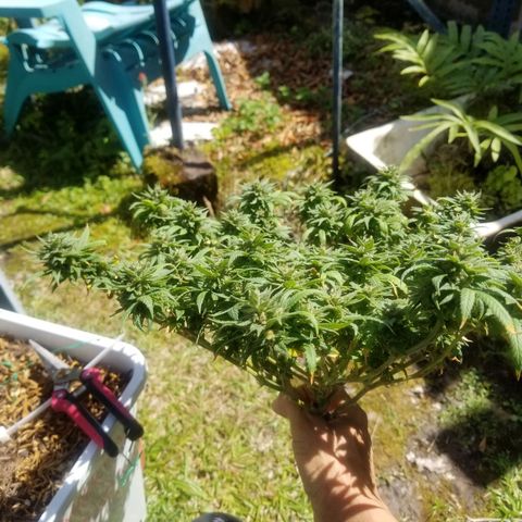 American Pie late clone  #1 growlog timeline photo