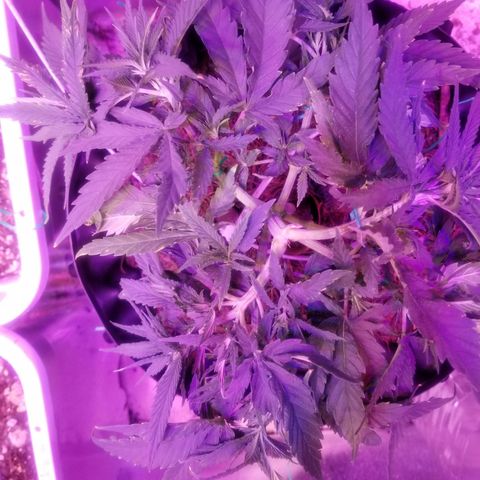 Super Kush January 2021 #1 growlog photo: Moved under the vipar spectra.  It was under the roleadro b4, and sharing the sides of the 2 vipars