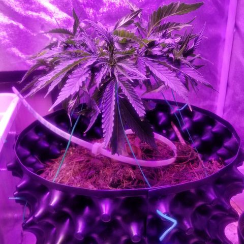 Super Kush January 2021 #1 growlog photo: Moved under the vipar spectra.  It was under the roleadro b4, and sharing the sides of the 2 vipars