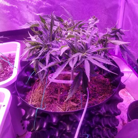 Super Kush January 2021 #1 growlog photo: Stiff, the budsites, getting harder 2 bend. Accidentally broke 1 tiny 1 off.  