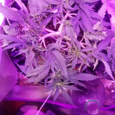Super Kush January 2021 #1 growlog photo: Stiff, the budsites, getting harder 2 bend. Accidentally broke 1 tiny 1 off.  
