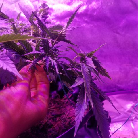 Super Kush January 2021 #1 growlog photo: 1 bottom branch is reaching edge. I'm going 2 clone it.  Clone 1 of #1
