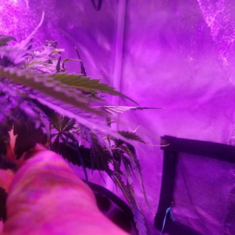 Super Kush January 2021 #1 growlog photo: 1 bottom branch is reaching edge. I'm going 2 clone it.  Clone 1 of #1