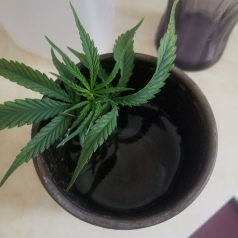 Super Kush January 2021 #1 growlog photo: 1 bottom branch is reaching edge. I'm going 2 clone it.  Clone 1 of #1