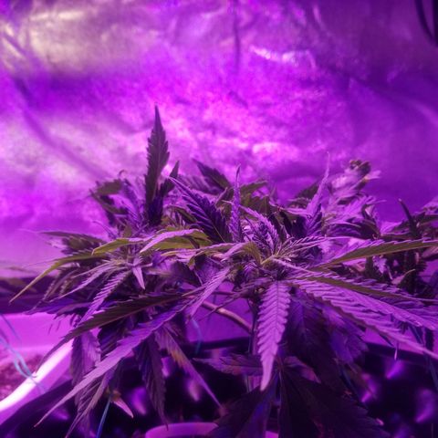 Super Kush January 2021 #1 growlog photo: 1 bottom branch is reaching edge. I'm going 2 clone it.  Clone 1 of #1