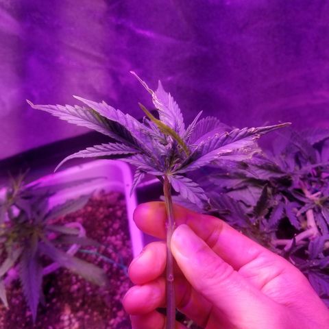 Super Kush January 2021 #1 growlog photo: 1 bottom branch is reaching edge. I'm going 2 clone it.  Clone 1 of #1