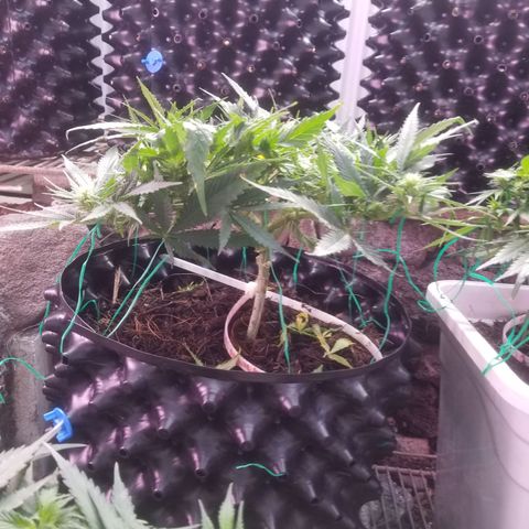 Super Kush January 2021 #1 growlog timeline photo