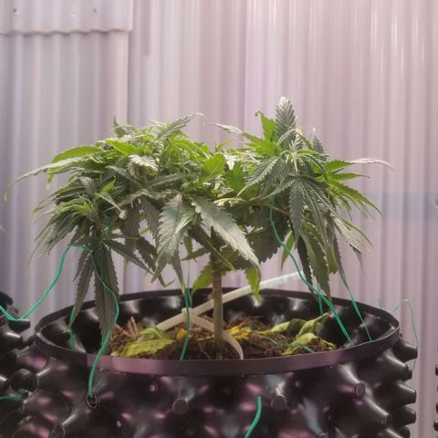 Super Kush January 2021 #1 growlog timeline photo