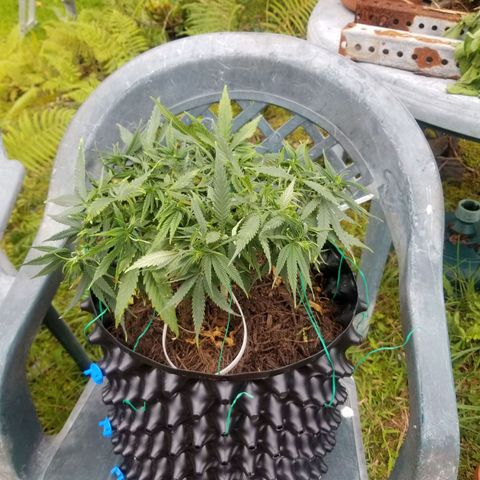 Super Kush January 2021 #1 growlog timeline photo