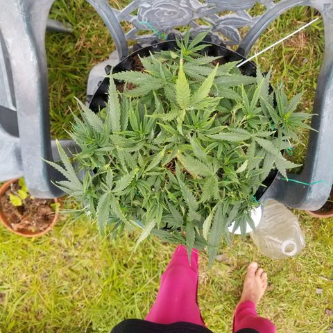 Super Kush January 2021 #1 growlog timeline photo
