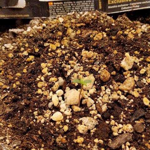 Pineapple Express Auto (Barney's Farm) growlog timeline photo
