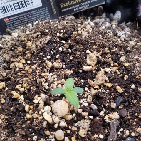 Pineapple Express Auto (Barney's Farm) growlog timeline photo
