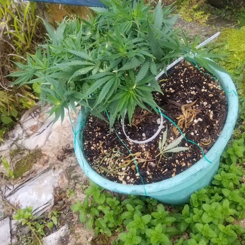 Super Kush January 2021 #1 growlog timeline photo